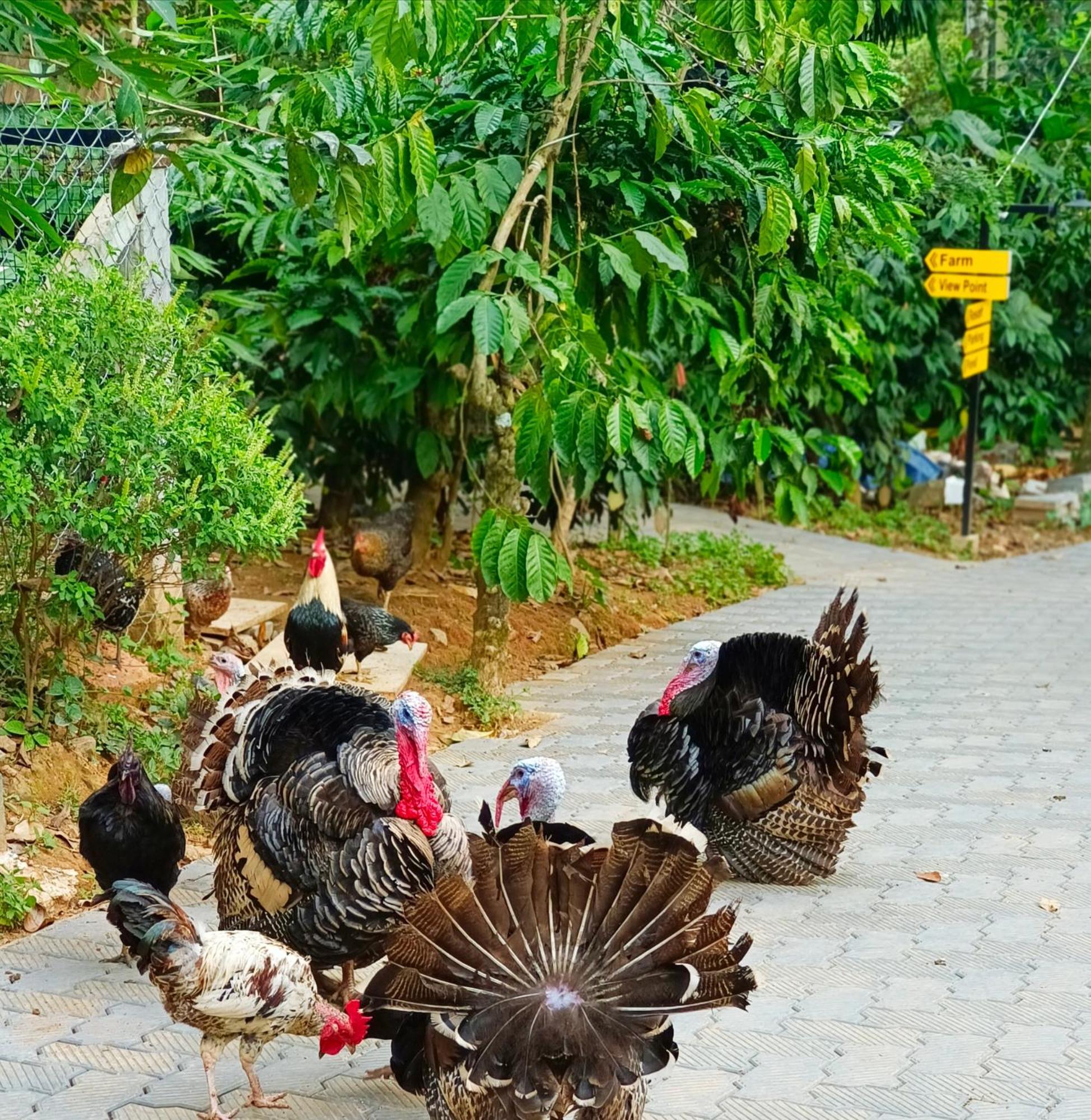 Sylvan Resort Wayanad Bagian luar foto