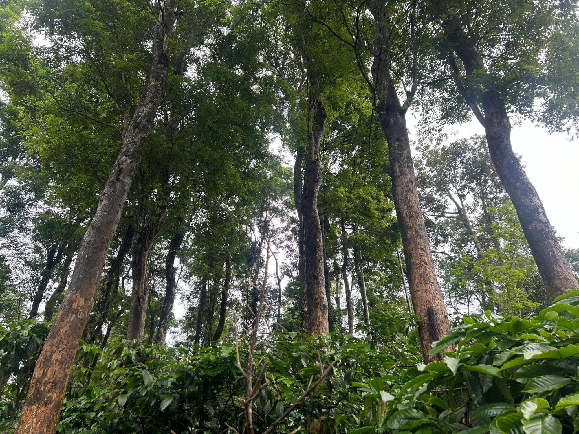 Sylvan Resort Wayanad Bagian luar foto