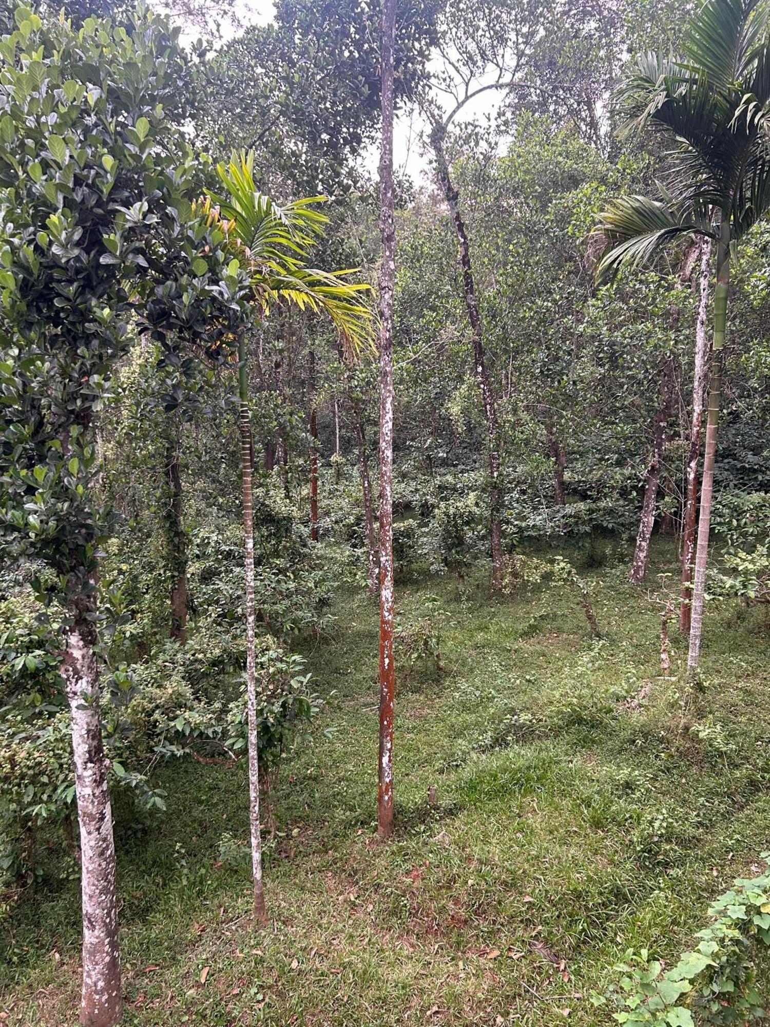 Sylvan Resort Wayanad Bagian luar foto